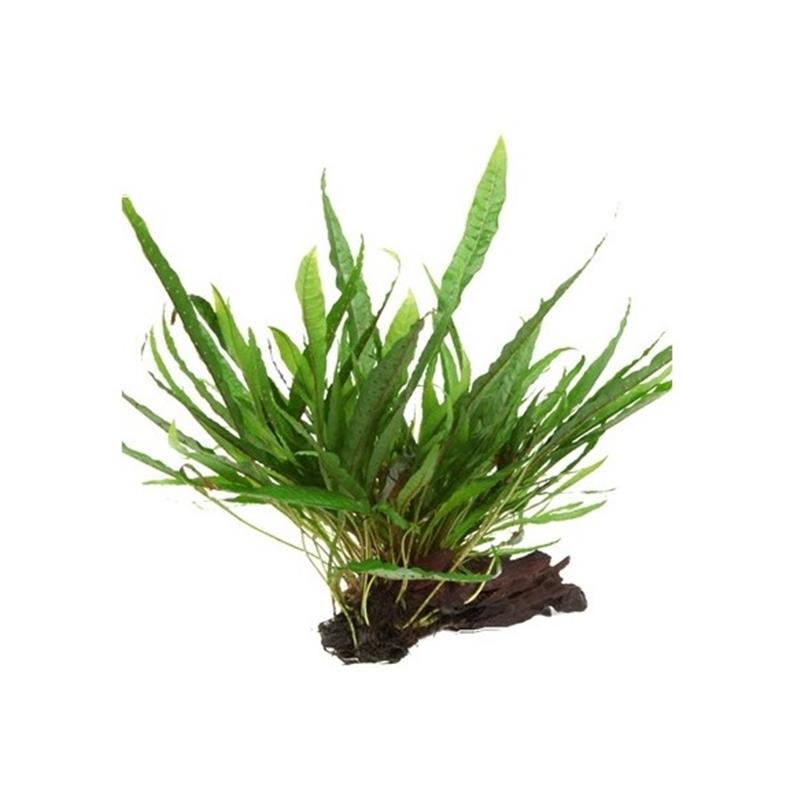 Dennerle Microsorum Pteropus pe lemn - imagine 4